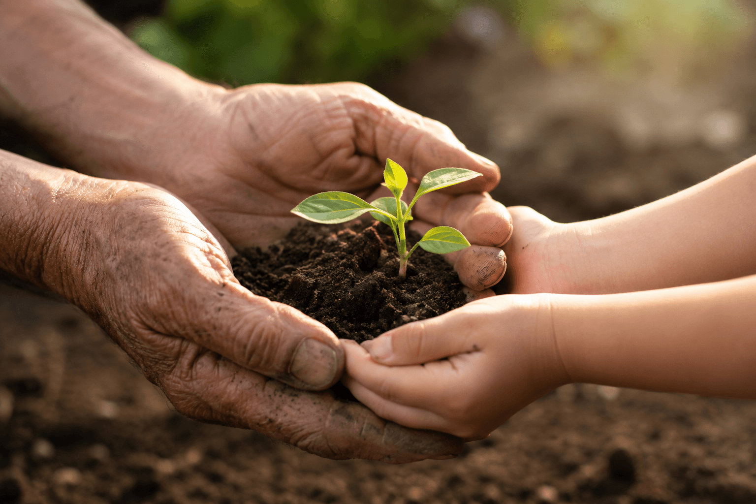 An elder hand and a child hand over soil and a seedling